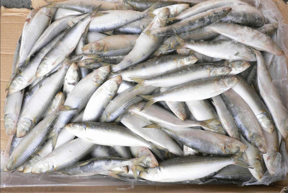 使用金屬檢測機檢測冷凍魚